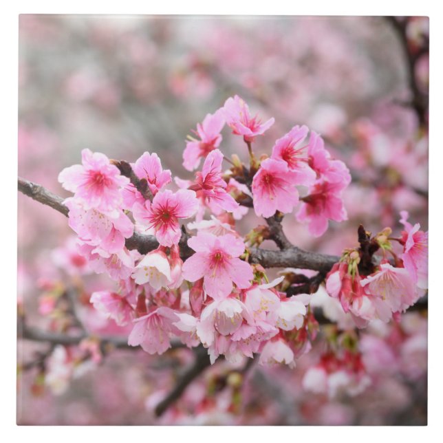 Cherry blossom Japan floral pink pretty unique Cer Ceramic Tile (Front)