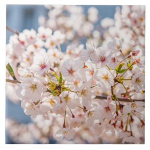 Cherry blossom Japan floral pink pretty unique Ceramic Tile