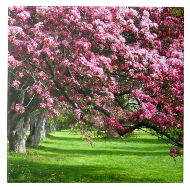 Cherry blossom Japan floral pink pretty unique Ceramic Tile (Front)