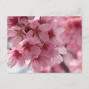 Cherry Blossom: Japan Postcard