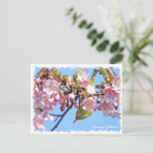 Cherry blossom: Kawazu-Zakura Postcard