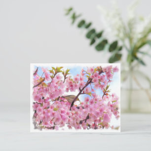Cherry blossom: Kawazu-Zakura Postcard