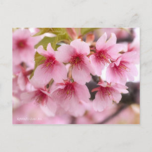 Cherry Blossom "Kawazu-zakura" [Postcard] Postcard