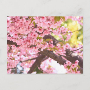 Cherry Blossom "Kawazu-zakura":Postcard Postcard