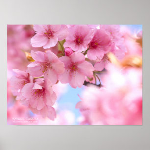 Cherry blossom"Kawazu-zakura"：Poster Poster