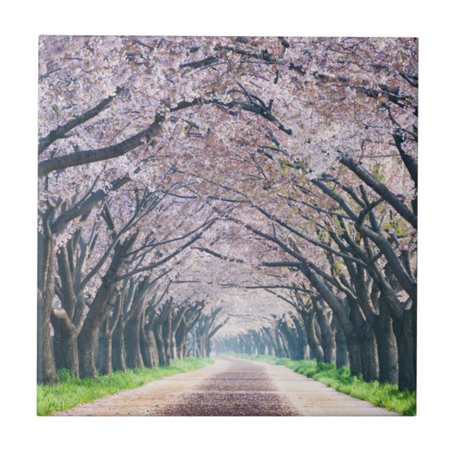 Cherry Blossom Lane Ceramic Tile (Front)