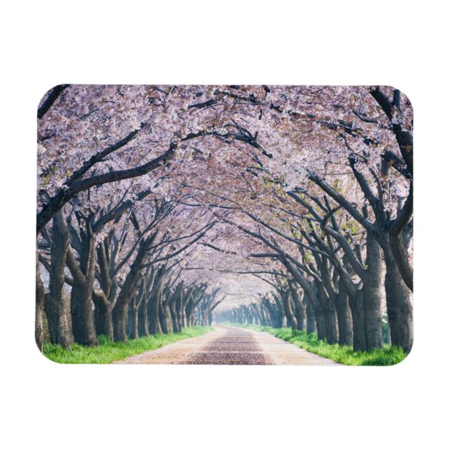 Cherry Blossom Lane Magnet (Horizontal)