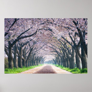 Cherry Blossom Lane Poster