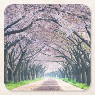 Cherry Blossom Lane Square Paper Coaster