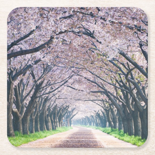 Cherry Blossom Lane Square Paper Coaster (Front)