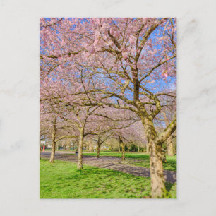 Cherry Blossom London UK Postcard