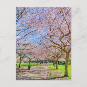 Cherry Blossom London UK Postcard