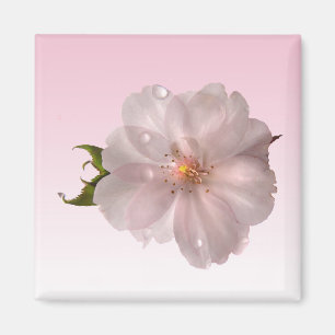 Cherry Blossom Magnet