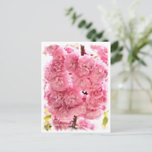 Cherry Blossom "Matsumae-benimurasaki" Postcard