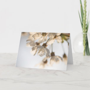 Cherry blossom nature photo card