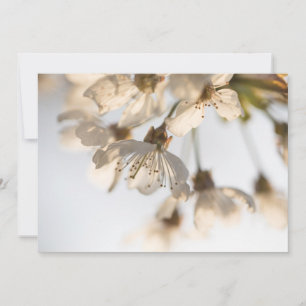 Cherry blossom nature photo card