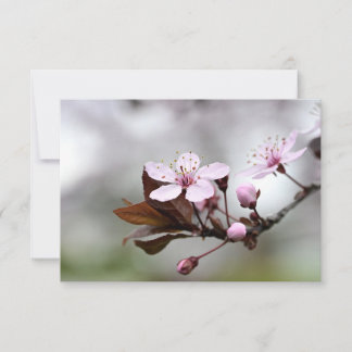 Cherry Blossom Notecard
