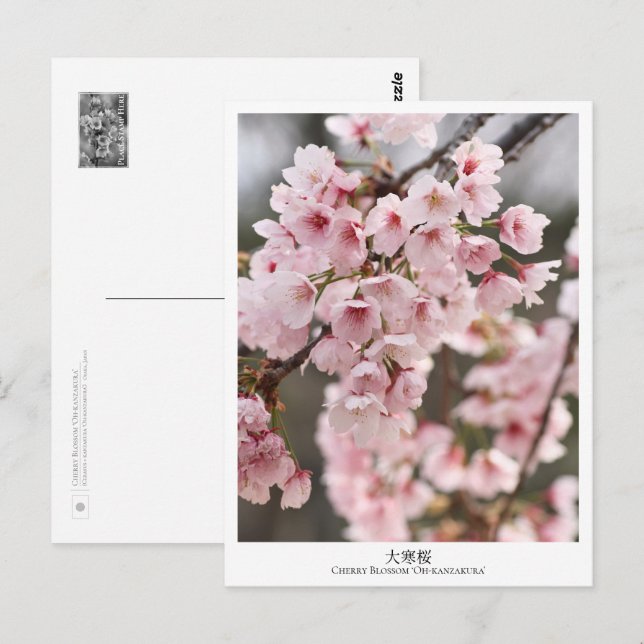 Cherry Blossom ‘Oh-kanzakura’ Postcard (Front/Back)