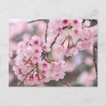 Cherry blossom "Oh-kanzakura":Postcard