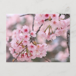 Cherry blossom "Oh-kanzakura":Postcard Postcard