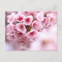 Cherry blossom "Oh-kanzakura":Postcard