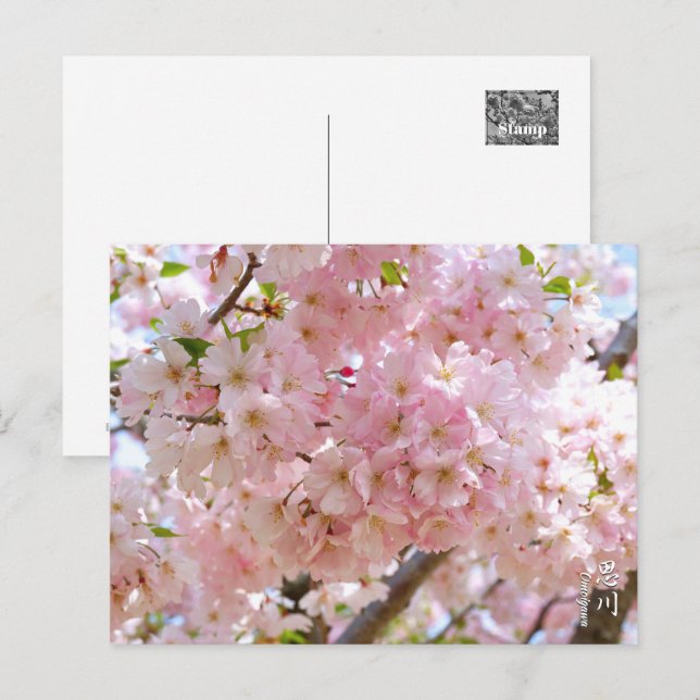 Cherry Blossom: Omoigawa Postcard (Front/Back)