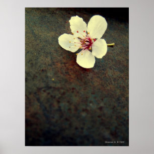 Cherry Blossom on Metal Poster
