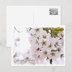 Cherry Blossom "Oshima-zakura" ポストカード Postcard