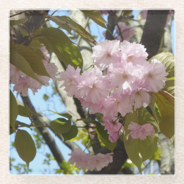 Cherry blossom photo glass coaster (Front)