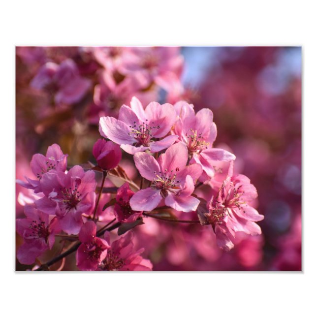 Cherry Blossom  Photo Print (Front)