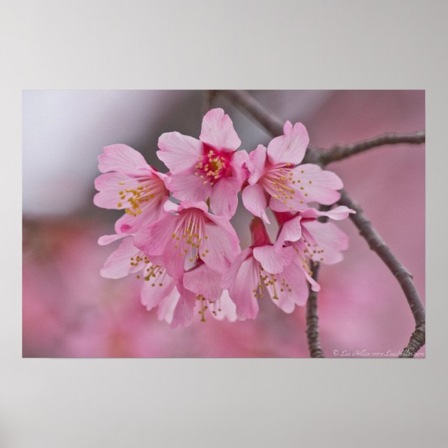 Cherry Blossom Pink Pastel Bouquet Poster (Front)