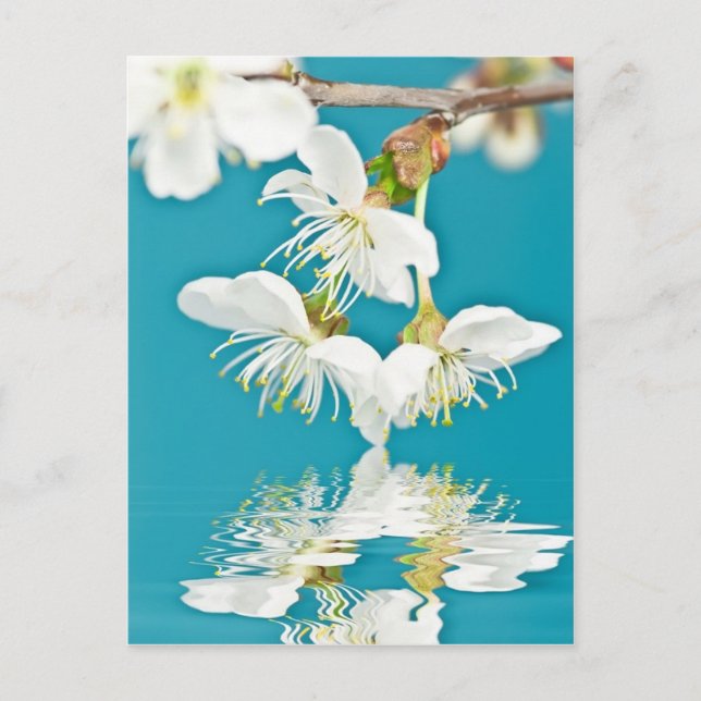 Cherry-blossom Postcard (Front)