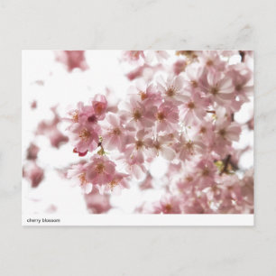 cherry blossom postcard