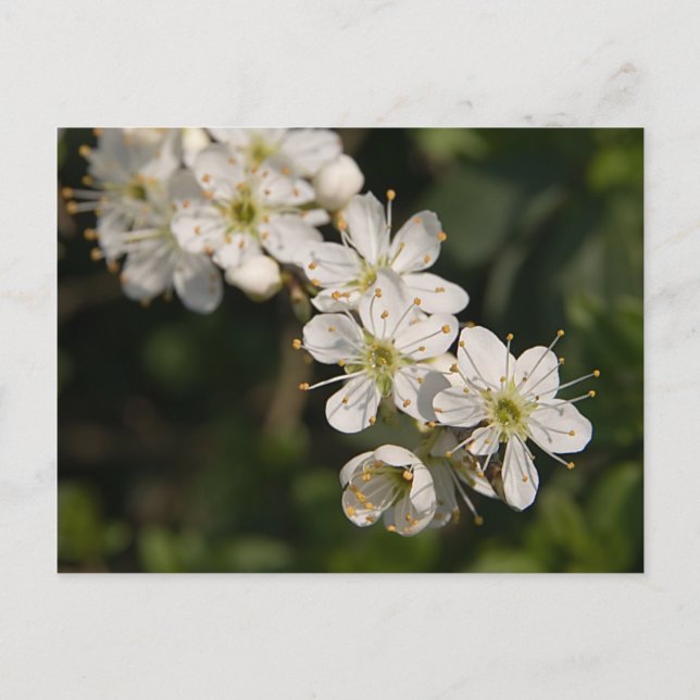 Cherry Blossom Postcard (Front)