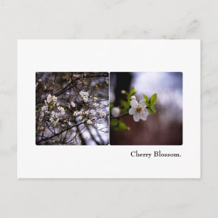 Cherry Blossom Postcard