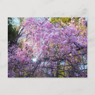 Cherry Blossom Postcard