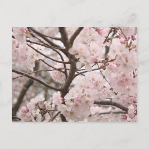 Cherry Blossom Postcard