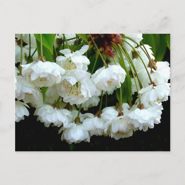 CHERRY BLOSSOM ~ Postcard (Front)