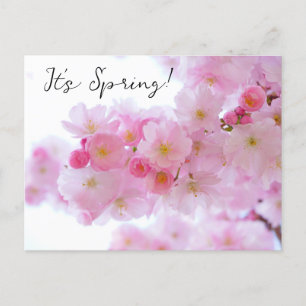 Cherry Blossom Postcard