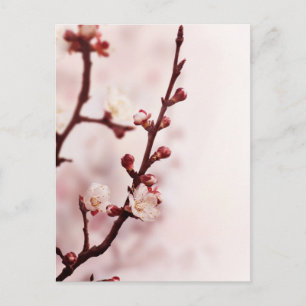 Cherry Blossom Postcard