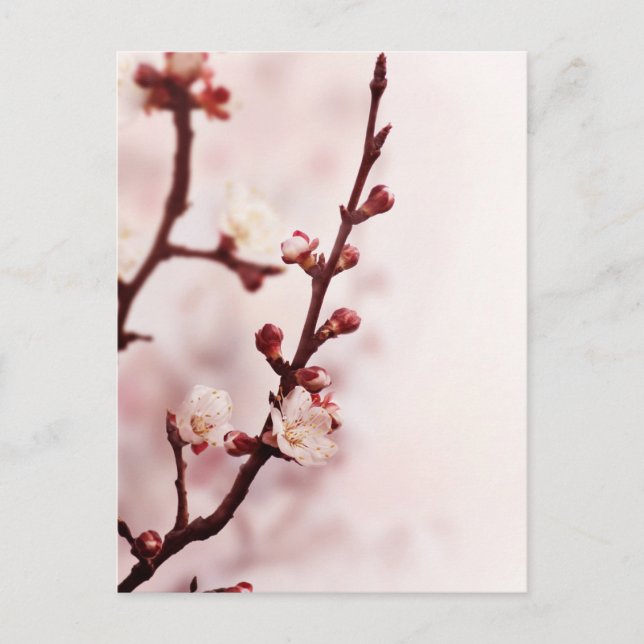 Cherry Blossom Postcard (Front)