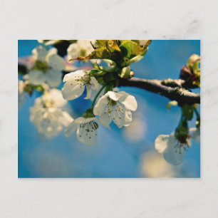 Cherry Blossom • Postcard