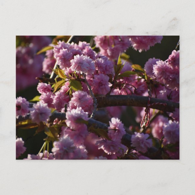 Cherry Blossom  Postcard (Front)