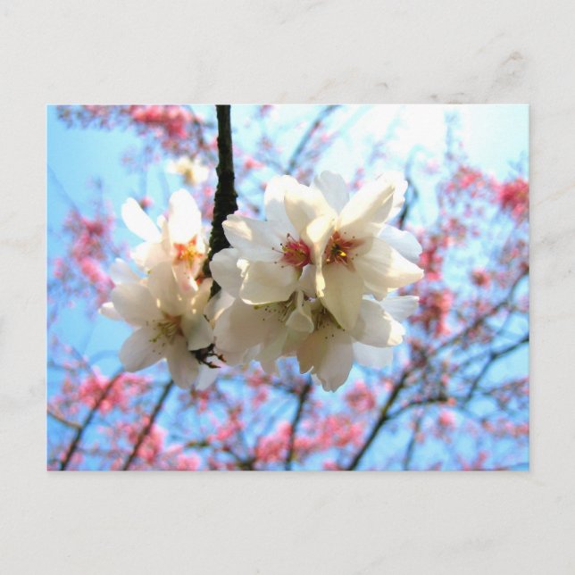 Cherry blossom - Postcard (Front)