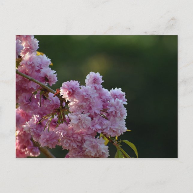 Cherry Blossom  Postcard (Front)