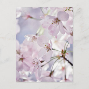 Cherry Blossom Postcard