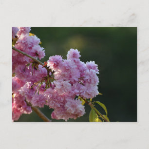 Cherry Blossom  Postcard