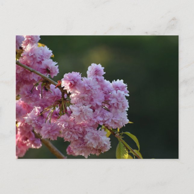 Cherry Blossom  Postcard (Front)