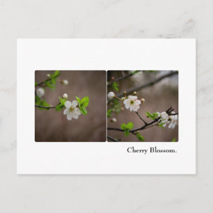 Cherry Blossom Postcard