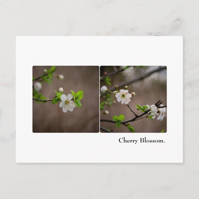 Cherry Blossom Postcard (Front)